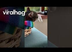 Enlace a Cuando tu gato se queda dormido con la baba colgando