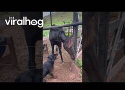 Enlace a Un perro y un caballo juegan juntos