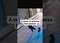 Enlace a Intenta patear a un perro y el karma actúa al instante