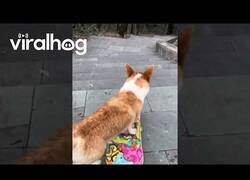 Enlace a Este corgi baja las escaleras en un skate