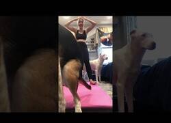 Enlace a Esto opina Firulais de tus sesiones de yoga