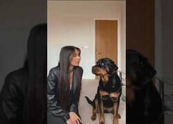 Enlace a La reacción de un perro cuando te quedas mirándolo fijamente