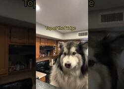 Enlace a Enseñándole al perro partes de la casa que nunca antes había visto