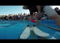 Enlace a Conoce a Twiggy, la ardilla que hace esquí acuático