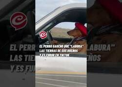 Enlace a Se hace viral el 'perro gaucho' que trabaja en el campo