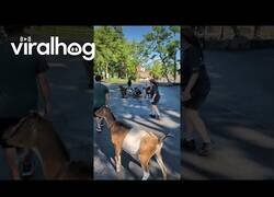 Enlace a Cabras se escapan del Zoo