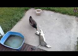 Enlace a Gatos cuando se enfrentan a animales salvajes