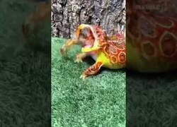 Enlace a Este cangrejo se resistió a ser comido por un sapo