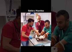 Enlace a Gato dramático en el veterinario