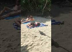 Enlace a Cuidado con los animales en la playa