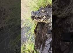 Enlace a Excavadora se encuentra con un hallazgo inesperado