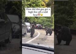 Enlace a Oso choca los cinco con un conductor