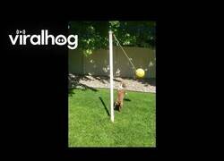 Enlace a Perros juegan al tetherball