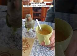Enlace a El loro que te remueve el café