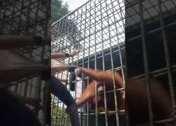 Enlace a Cuando el chimpancé la toma contigo