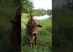 Enlace a Cuando te encuentras una vaca-unicornio