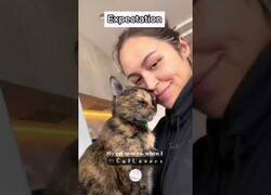 Enlace a Gatos: Expectativa vs Realidad