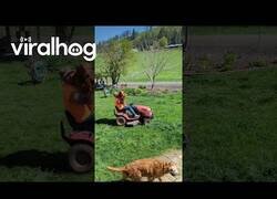 Enlace a Un Golden Retriever se pasea en la cortacésped