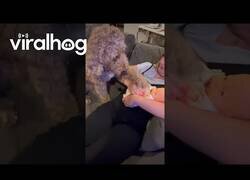 Enlace a Este perro se puso celoso de un bebé muñeco