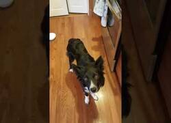 Enlace a Cómo hacer que tu perro se tome la pastilla