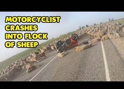 Enlace a Motorista choca contra un rebaño de ovejas