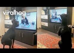 Enlace a Perro haciendo su rutina matutina de ejercicios