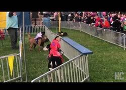 Enlace a ¿Sabías que existen las carreras de monos montados en perros?