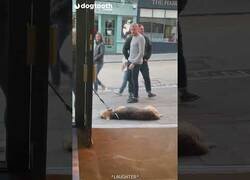 Enlace a El perro que quería parar en un bar a tomar una cerveza