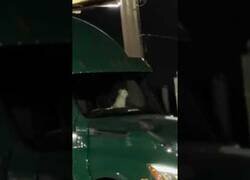 Enlace a El Firulais se hizo camionero