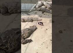 Enlace a Pequeño cerdito se pasea rodeado de cocodrilos