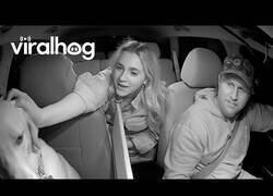 Enlace a Pasajeros adoran a Bowie, el perro Uber