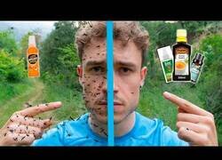 Enlace a ¿Cuál es el mejor repelente de mosquitos?