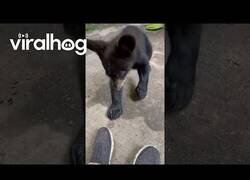 Enlace a Osezno fascinado por una zapatilla