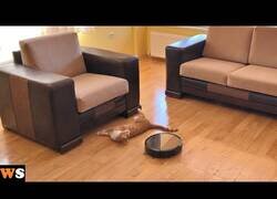 Enlace a Esta roomba quería recoger hasta al gato