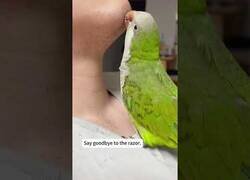 Enlace a Con este loro no necesitas máquina de afeitar