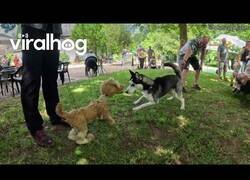 Enlace a Husky juega con un perro marioneta