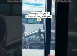 Enlace a Cuando tienes al Firulais esperándote en el coche