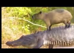 Enlace a Capibaras montando sobre otros animales