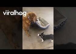 Enlace a Estos perros no quieren compartir cama