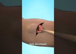 Enlace a ¿Sabías que puedes desarrollar una oreja dentro de tu brazo?
