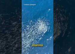 Enlace a ¿Qué pasa si lanzas una manzana al mar?