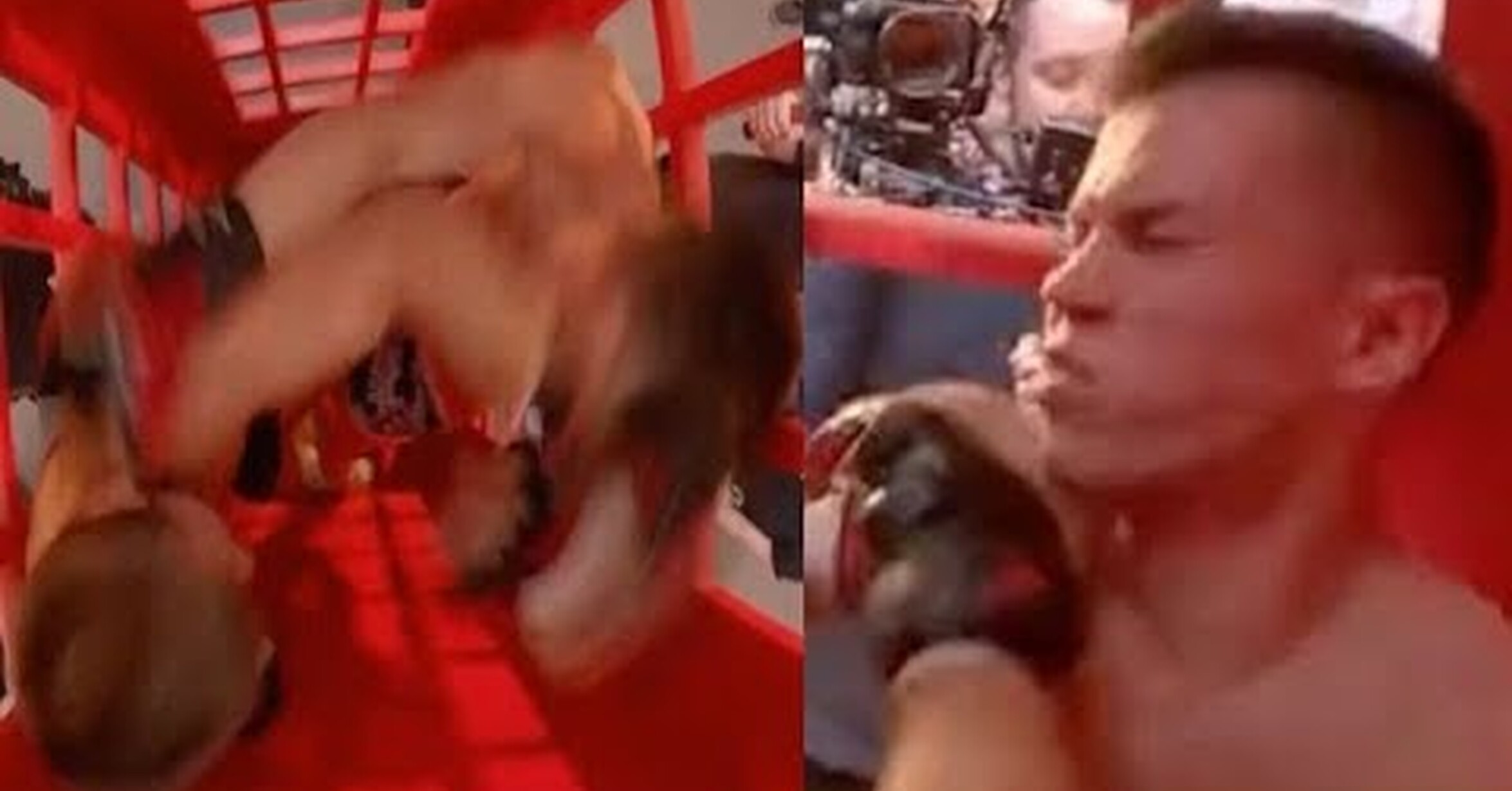 ¡No tengo tele! / Telephone Boxing: Boxeo extremo dentro de una cabina ...