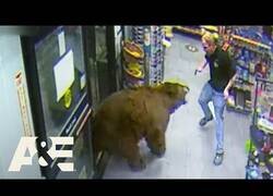 Enlace a Oso entra dentro de una gasolinera