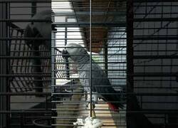 Enlace a Loro se asusta por un ruido y se consuela a sí mismo