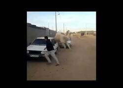 Enlace a Camello persigue a un hombre alrededor de un coche