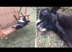 Enlace a Cabra se cae de un columpio