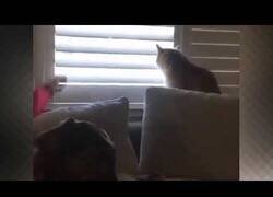 Enlace a Gato abre la persiana después de que su dueño la cierre