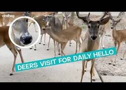 Enlace a Cuando te visita una manada de ciervos