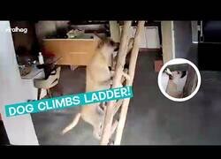 Enlace a Este perro demuestra lo bueno que es subiendo escaleras