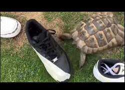 Enlace a Las tortugas son racistas